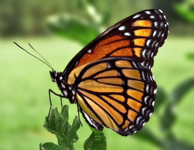 Butterfly and Bird Gardens